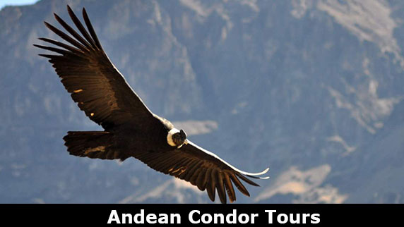 Condors Tours