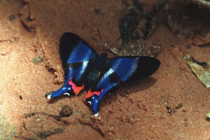 Butterfly-Amboro-National-park