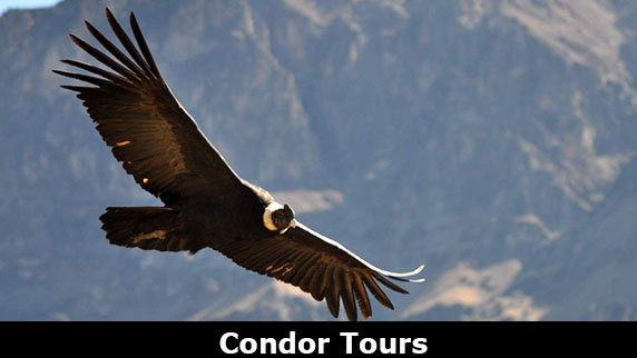 Los Condors Tours