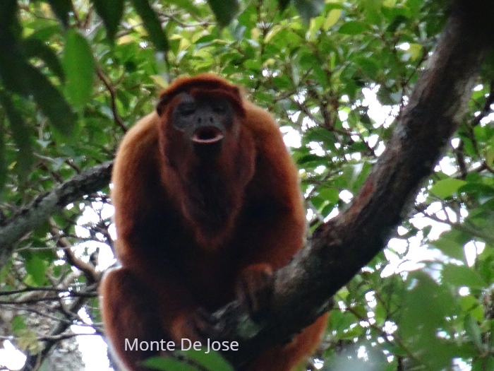 Howler-Monkey-Amazonian
