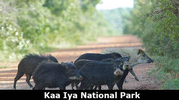 kaa Iya National park