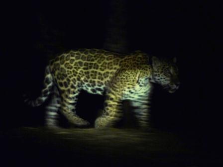 Jaguars Pantera onca