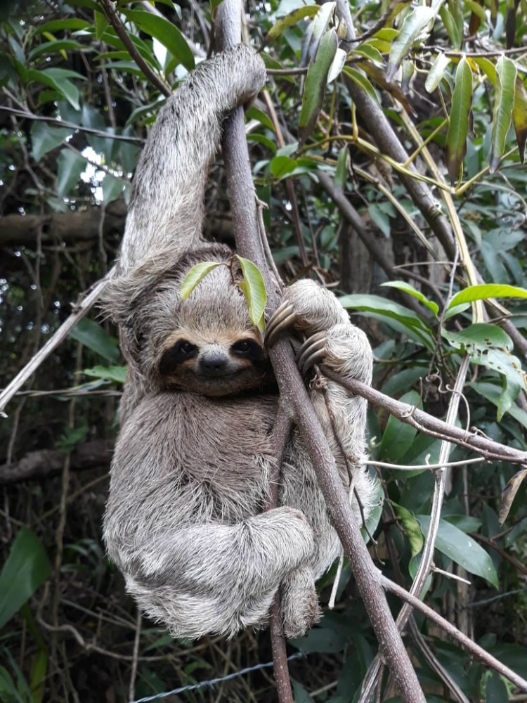 Sloth at Amboro N park
