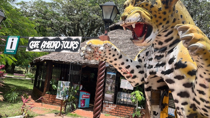 Cafe Amboro Tours BuenaVista jaguar