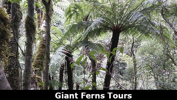 Giant Ferns Tours