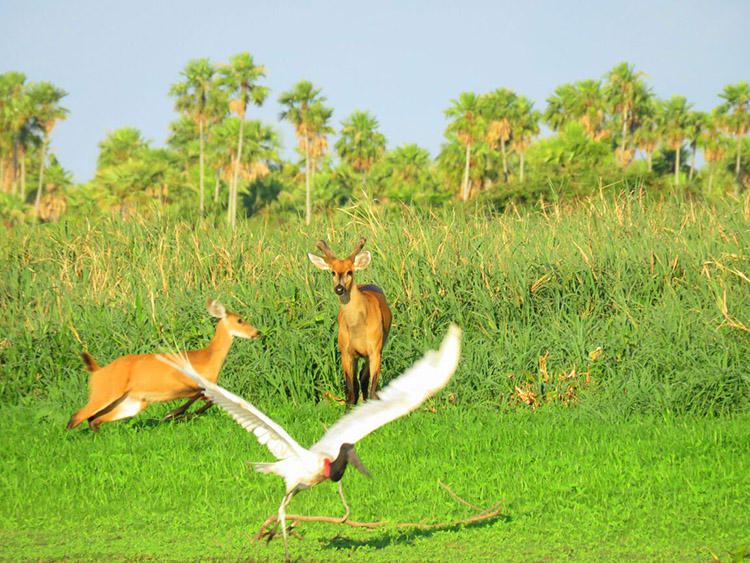 Pantanal Fauna