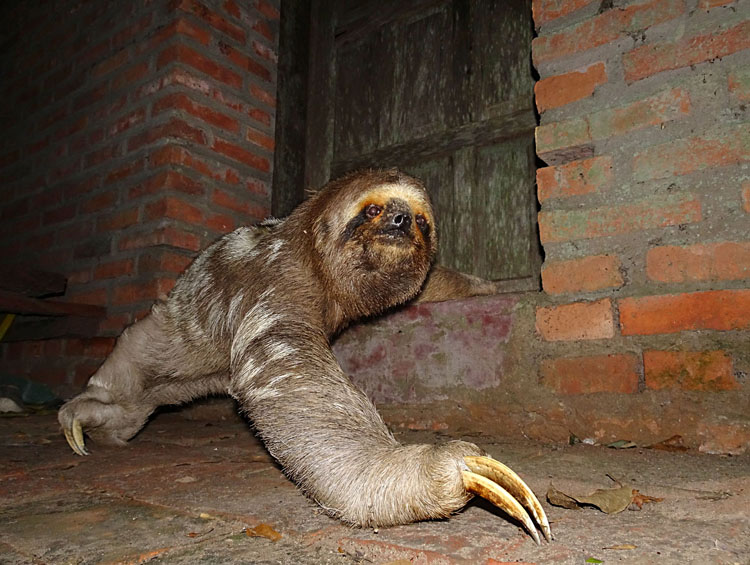 A sloth in a private reserve