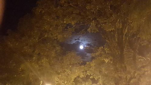 The moon among mahogany trees Buenavista