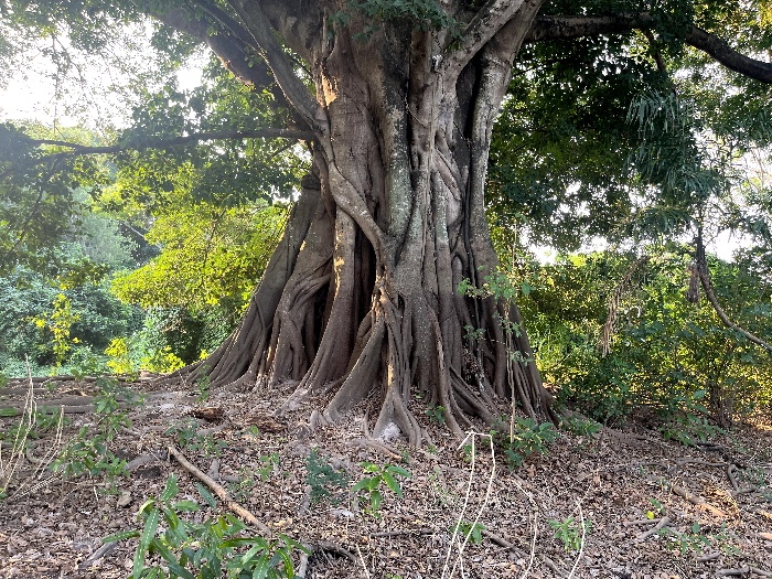 Fiscus Tree El Beni