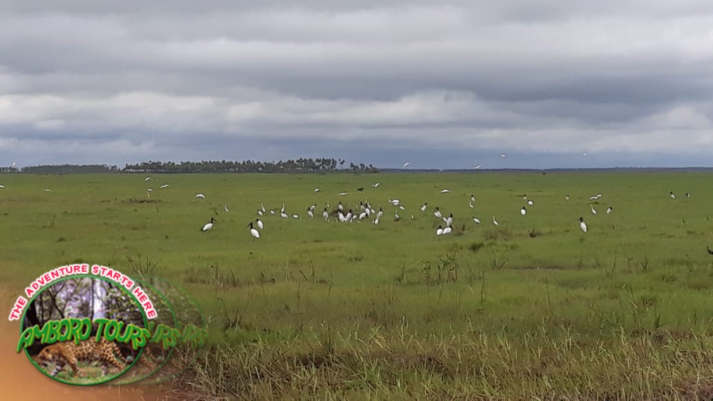 Birding on the way to Puerto Bush Bolivian Pantanal