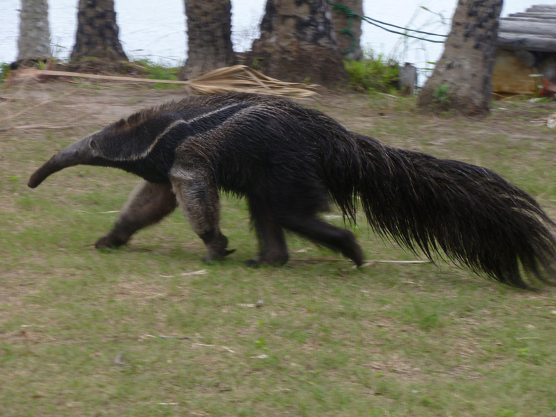 Pantanal Tours Giant Eater